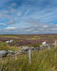sheep in the field in the Peak Distrct