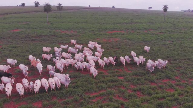 Fazenda Gado Corte Mato Grosso