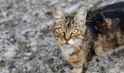 Striped cat with light yellow eyes. Close-up of a curious young cat.