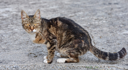 Striped cat with light yellow eyes. Close-up of a curious young cat.
