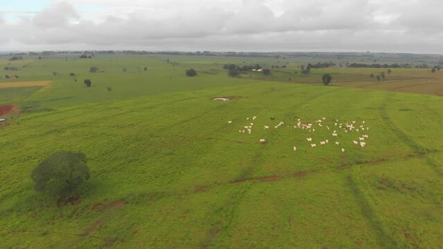 Fazenda Gado Corte Mato Grosso