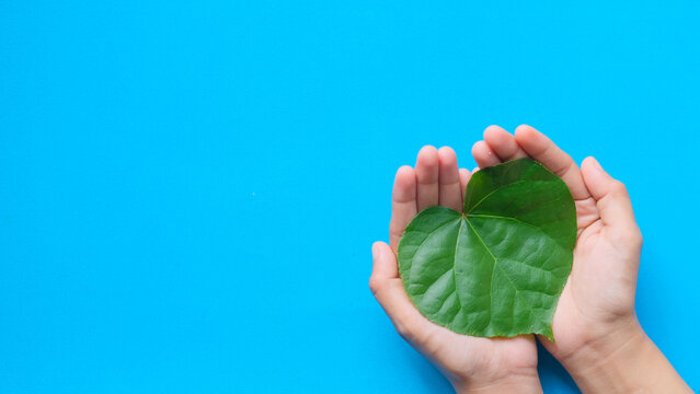 Hand holding heart from the natural leaf on a light blue background, health care, love, organ donation, family insurance, world heart day, world health day - Powered by Adobe