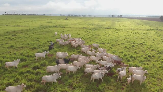 Fazenda Gado Corte Mato Grosso