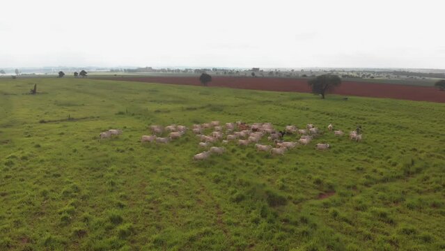 Fazenda Gado Corte Mato Grosso