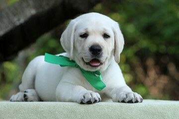 sweet nice yellow labrador puppy in summer close up