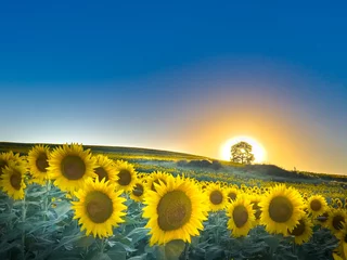 Rolgordijnen sunflower field in the summer © Michelle