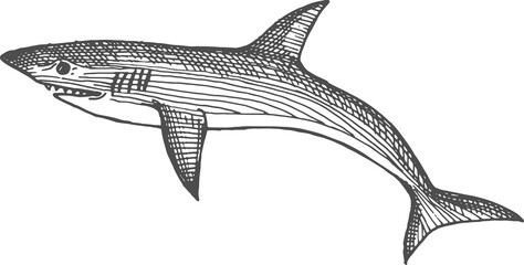 White toothed shark isolated black giant fish icon