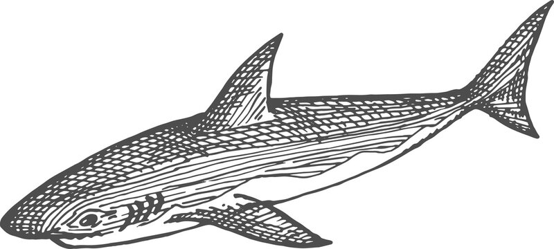 Great shark isolated black giant fish sketch icon