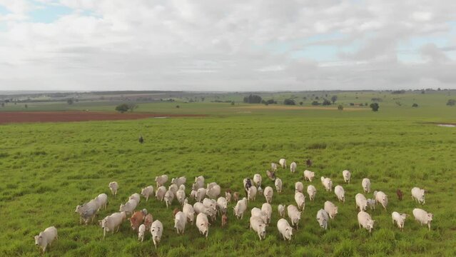 Fazenda Gado Corte Mato Grosso