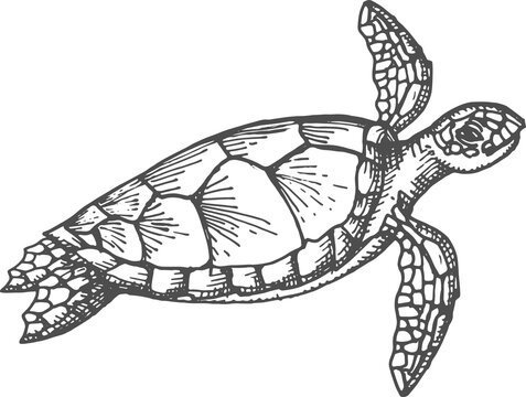Sea turtle, isolated nautical tortoise animal icon