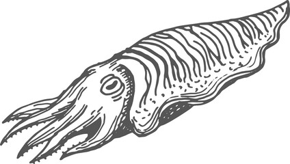 Sketch of nautilus pompilius underwater animal