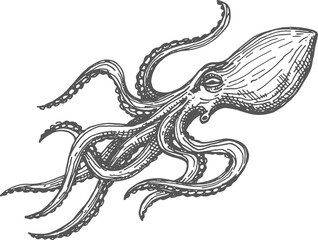Vintage octopus isolated mollusc sketch devilfish © Vector Tradition