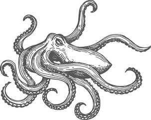 Marine animal Octopus sketch sea monster isolated © Vector Tradition
