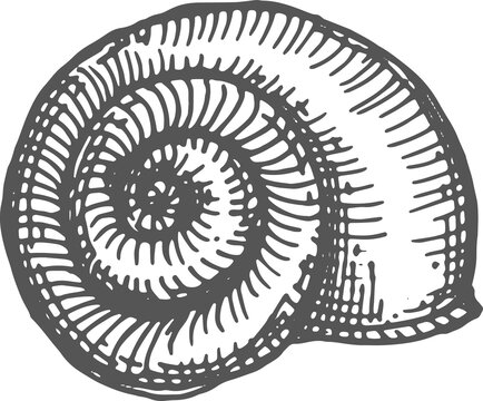 Sea snail shell isolated shark eye seashell sketch