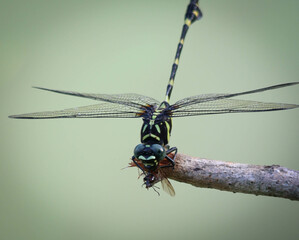 jumbo dragonfly eating small insect while resting on tree branch