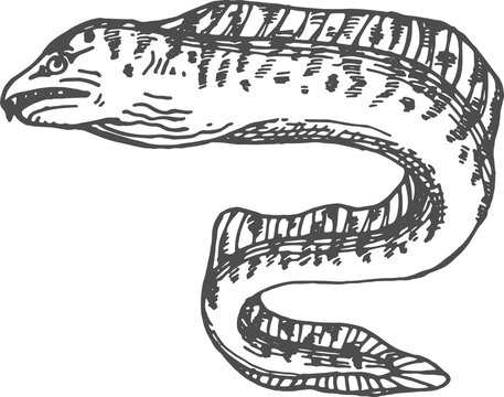 Tiger Moray Fangtooth Eel-shape Fish Isolated Icon