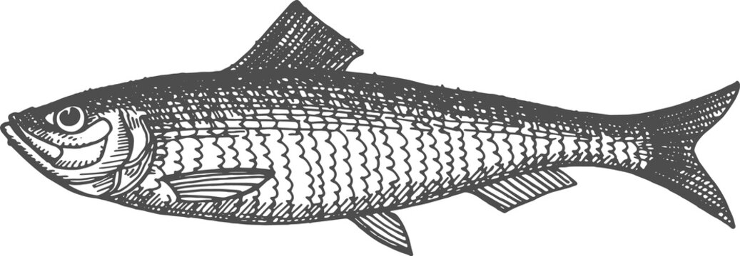 Atlantic herring fish isolated salted smoked icon