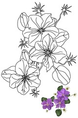 climatis flower in doodle style coloring book, coloring page for kids and adults