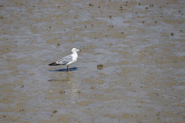 갯벌위의 갈매기