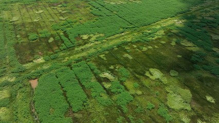 Historic rice fields in the Santee River Delta once cultivated by slave labor prior to the Civil War in Georgetown, SC