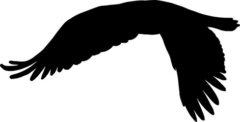 Royal bald eagle isolated hawk falcon bird icon