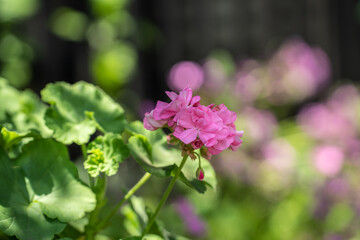 初夏の公園に咲き始めたピンクの花（ゼラニュウム）