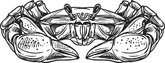 Crab drawing vector isolated crustacean animal © Vector Tradition