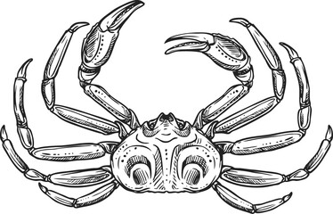 Crab drawing vector isolated crustacean animal