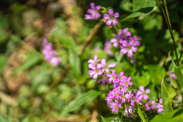 初夏の日、公園の遊歩道を彩る、小さな紫の花
