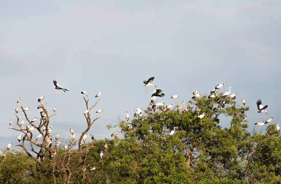 Flock of Asian openbill bird(Anastomus oscitans) perched on a tree