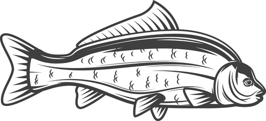 Carp, freshwater fish, fishing and sea food icon