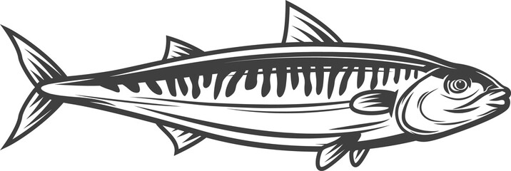 Mackerel fish, ocean scomber for fishing or food