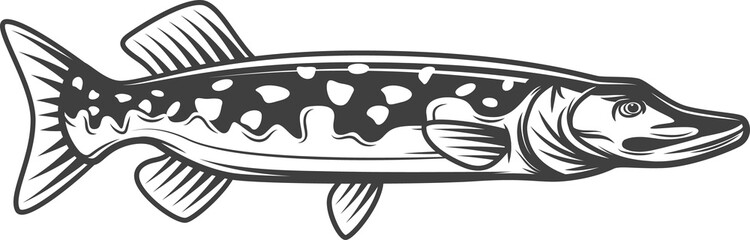 Pike, freshwater fish for fishing or food, pickerel