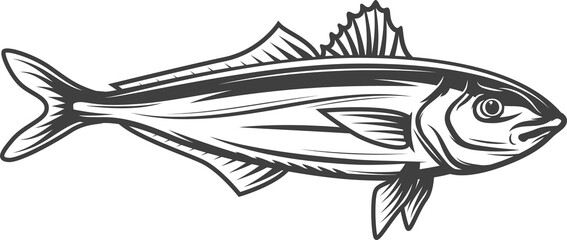 Barred sand bass isolated sea fish, sea brass icon