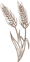 Sketch wheat ears vector plant cereal grain stalks