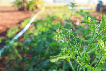 Blooming tomato plants ready to produce