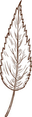 Obraz premium Sketch autumn leaf of mountain ash, vector foliage