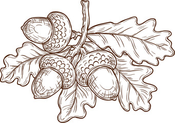 Sketch autumn oak leaves and acorn, vector foliage © Vector Tradition