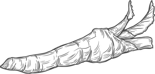 Sketch horseradish natural vegetable, vector plant