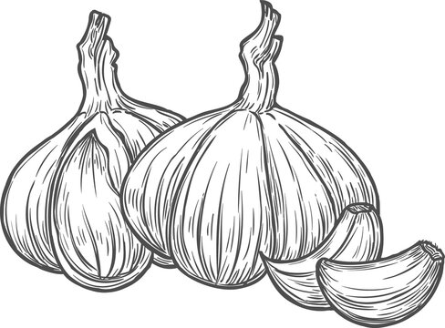 Sketch garlic vegetable, natural vector plant