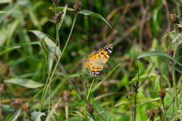 Painted Lady (Vanessa Cardui) Butterfly perched on pink flower in Zurich, Switzerland