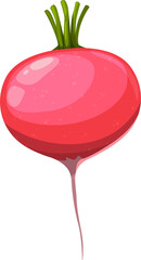 Fresh radish vegetable vector plant, ingredient