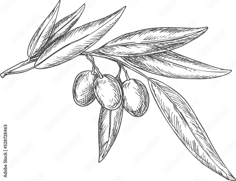 Wall mural sketch olive branch with berries and leaves, plant