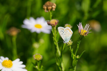 Silver-studded blue (Plebejus argus) butterfly with closed wings perched on flower in Zurich, Switzerland