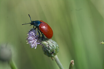 Pappelblattkäfer auf Distel