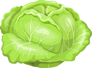 Green leafy cabbage head isolated vegetable icon