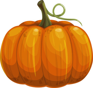 Ripe pumpkin with stem isolated autumn vegetable
