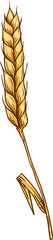 Wheat grain, oat or barley icon, sketch malt spike