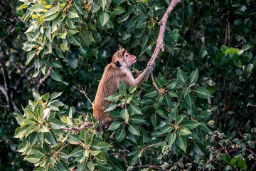 Toque Macaque monkey sitting in the tree branch