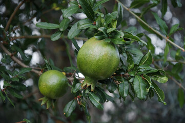 Two green pomegranates in summer garden on Adriatica.